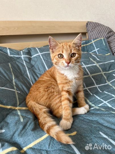 Рыжее чудо ищет дом