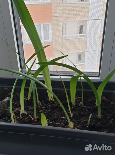 Гиппеаструм амариллис. Луковицы