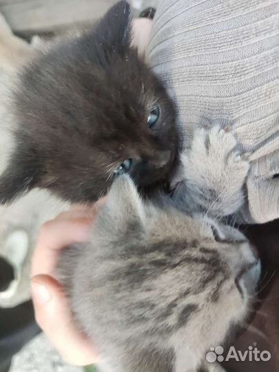 Британские котята