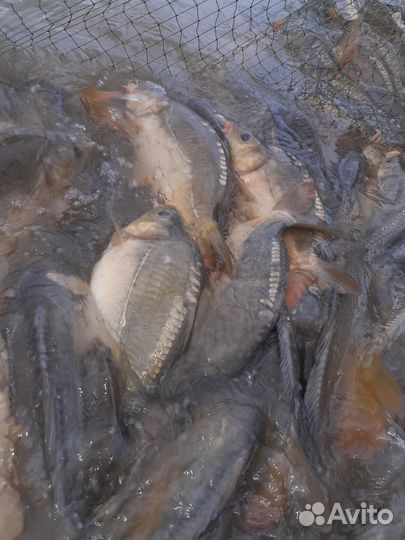 Живой карп из под невода 1.7кг