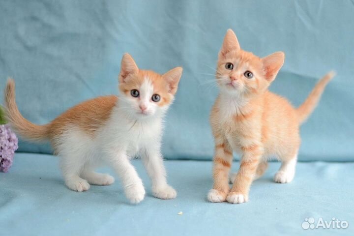 Котята девочки 2,5 месяца