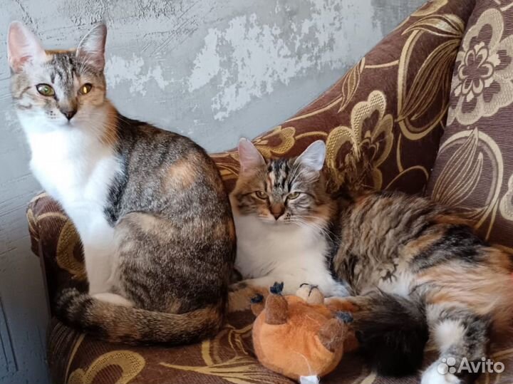 Кошечки в добрые руки