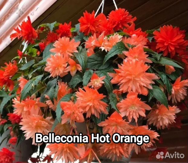 Бегония ампельная