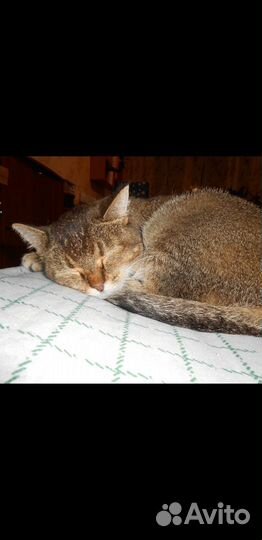 Британская молодая кошечка в добрые руки