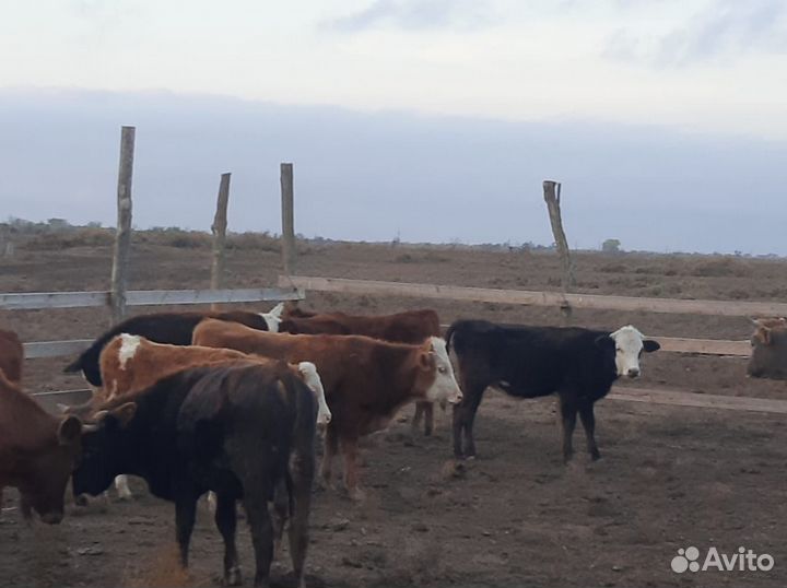 Бычки и быки