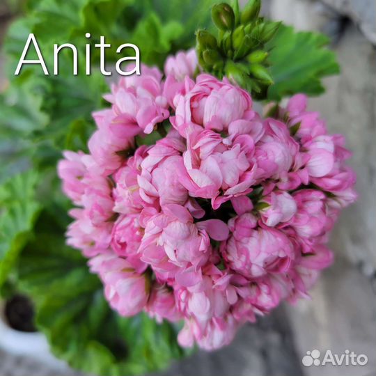 Пеларгония герань