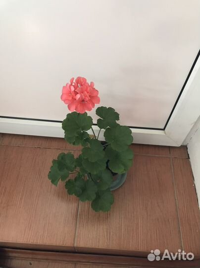 Пеларгония герань