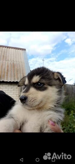 Продам щенка хаски