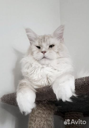 Кот Мейн-кун