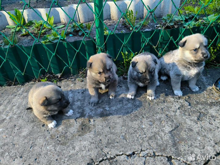 Щенки от хаски