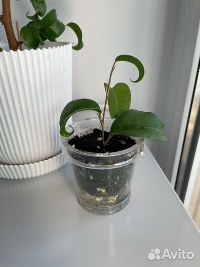 Фикус Букле