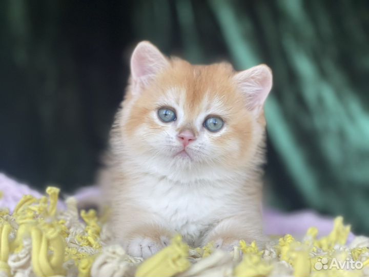 Британские котики золотая шиншилла