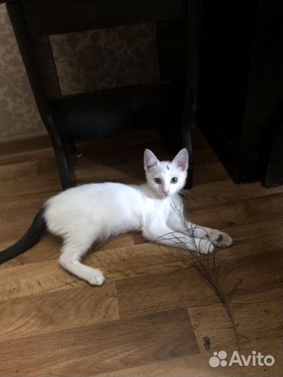 Котенок