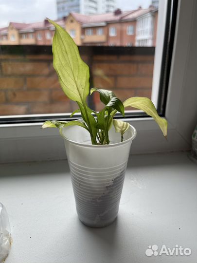 Спатифиллум