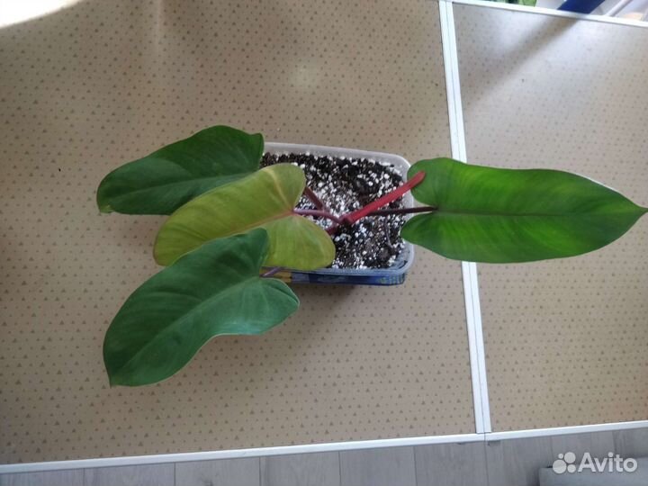 Филодендрон