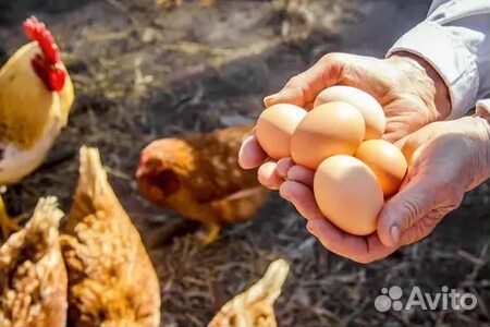 Яйцо фермерское