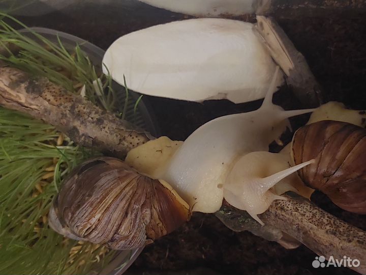 Взрослые улитки ахатины