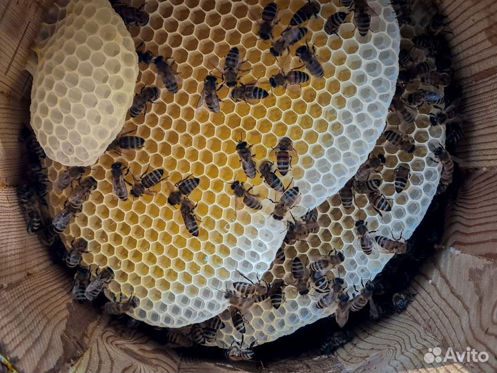 Мёд из колоды - тысячи лесных целебных медоносов