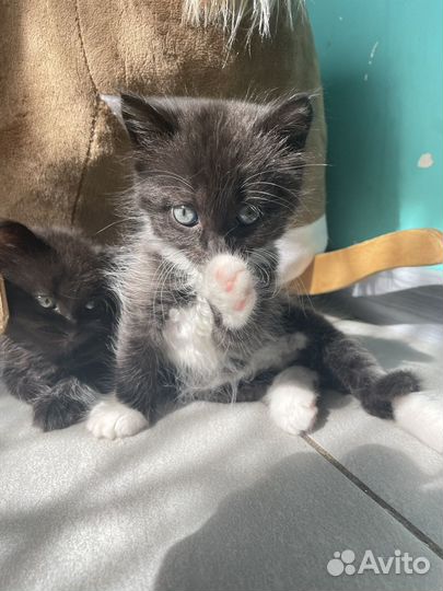 Отдаю котят