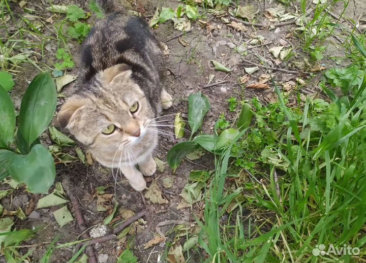 Стерилизованная вислоухая кошечка в добрые руки