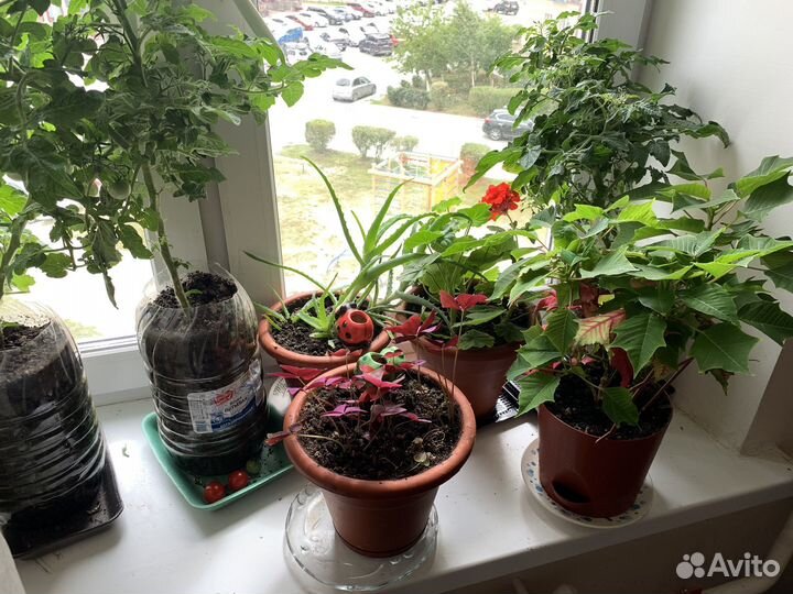 Алое, замиопулькас