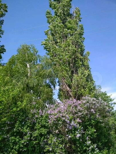 Участок 8 сот. (ИЖС)