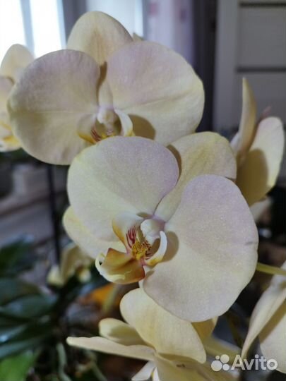 Орхидея фаленопсис
