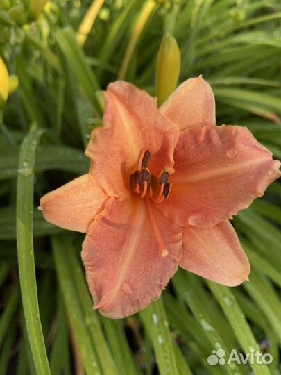 Лилейники, делю кусты