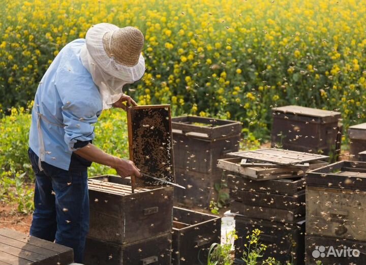 2024 Мед натуральный из Алтая оптом