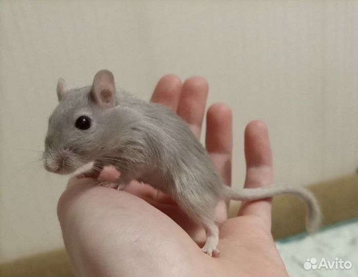 Песчанка