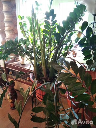 Замиокулькас