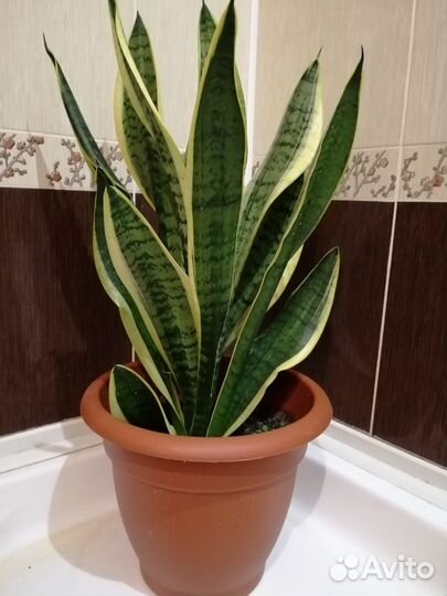 Сансевиерия отросток