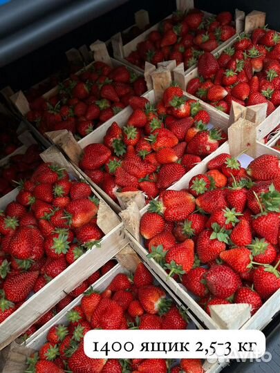 Клубника свежая