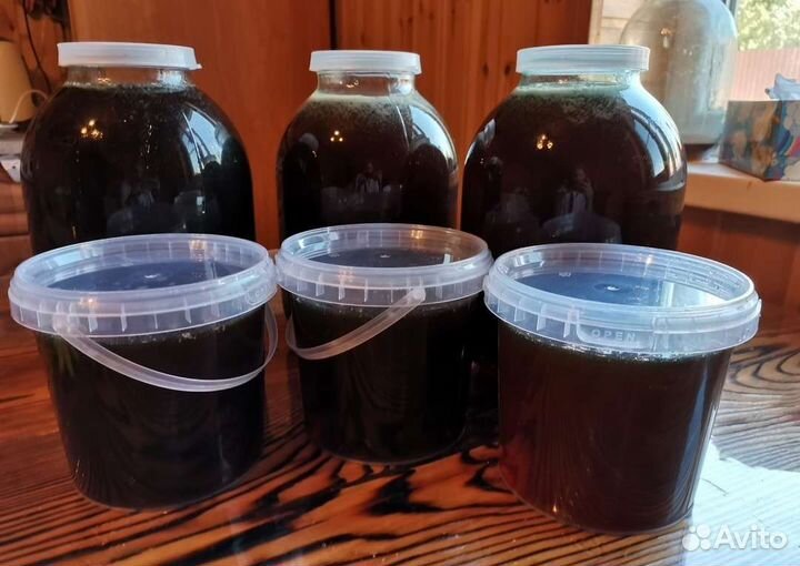 Мёд гречишный 2023