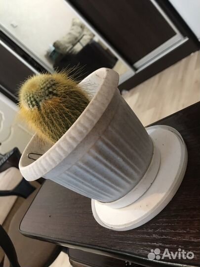 Кактус декоративный