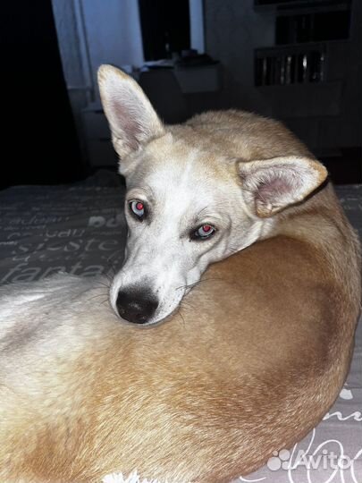 Хвостики ищут дом