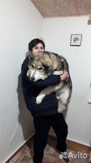 Продаются щенки маламута