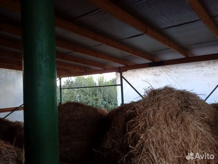 Продам сено в рулонах