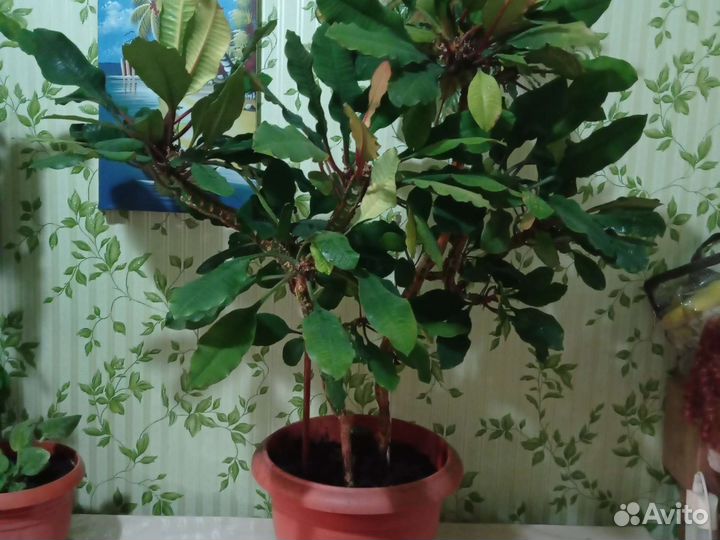Молочай