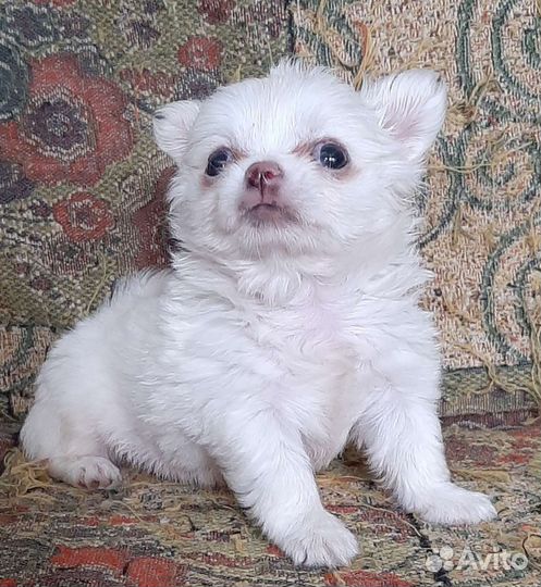 Щенки чихуахуа с док РКФ