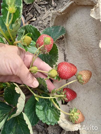 Рассада клубники Мурано