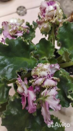 Сортовые фиалки