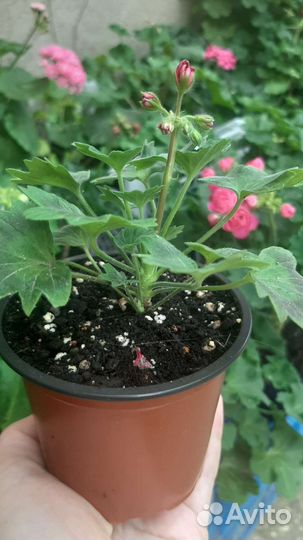 Пеларгония герань стеллар