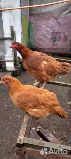 Куры молодки