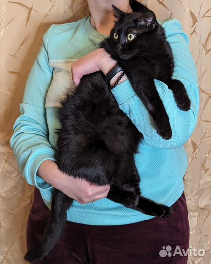Кошка Шипа в добрые руки