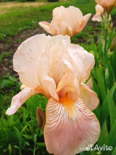 Ирисы, кусты