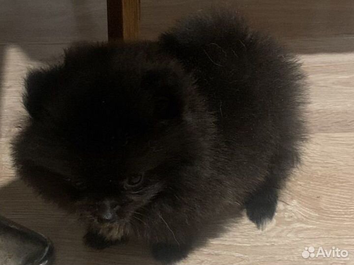 Померанский шпиц мини девочки и минимальчик