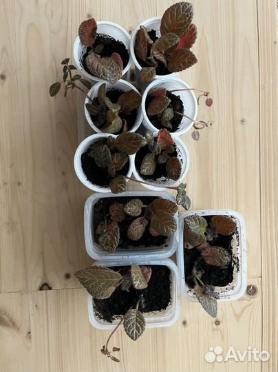 Комнатные растения - эписция, пахистахис, каланхоэ