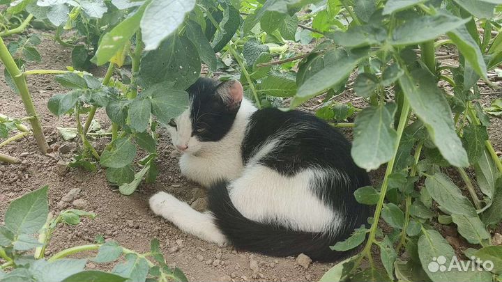 Котята в добрые руки,бесплатно