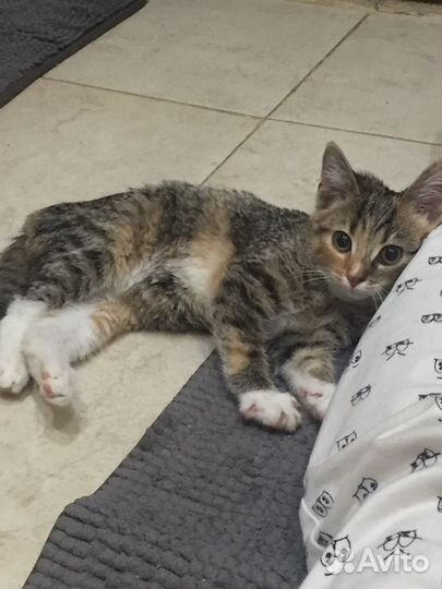 Ласковая трёхцветная девочка 3 мес